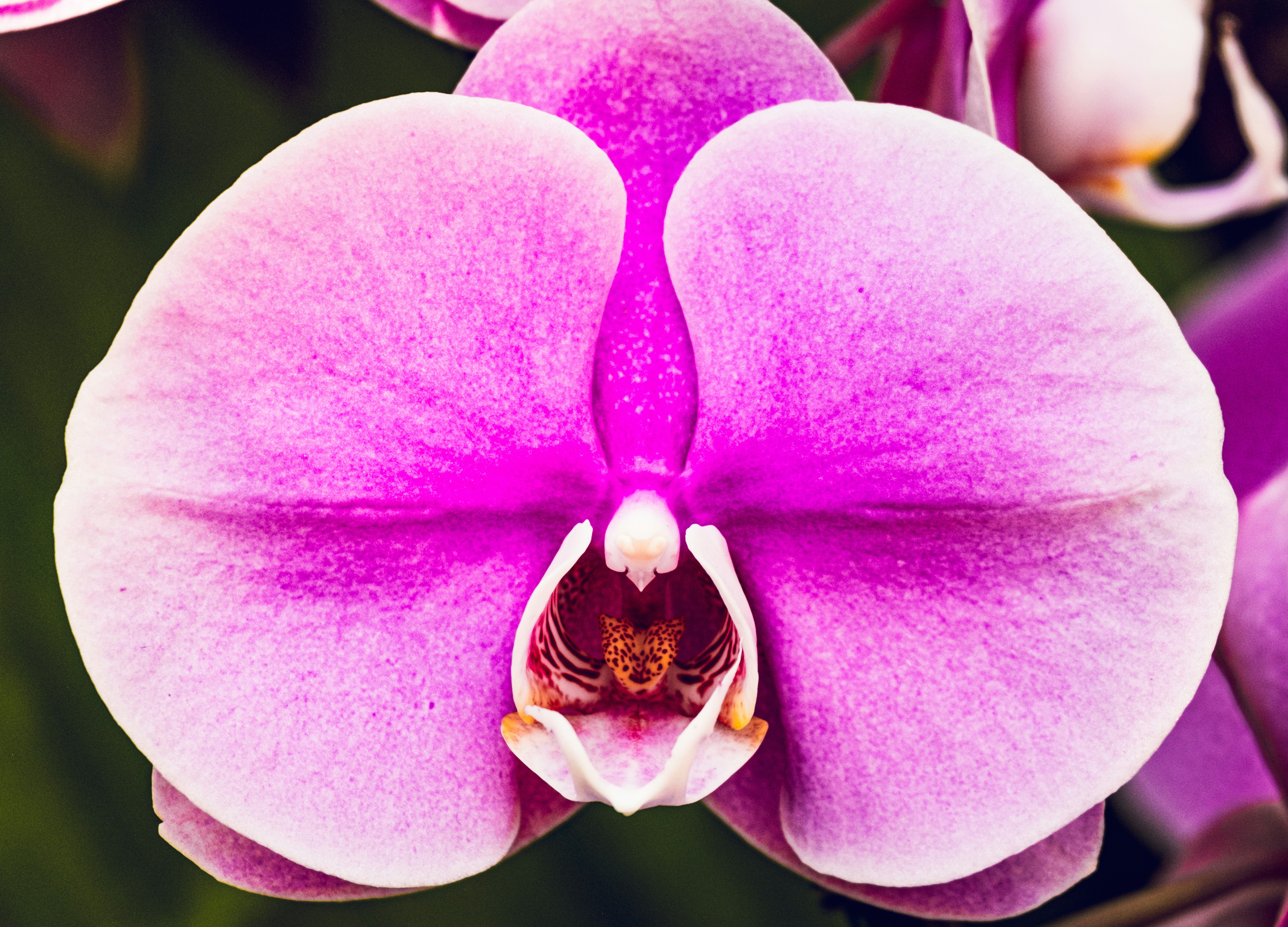 A close up of a purple flower on a plant